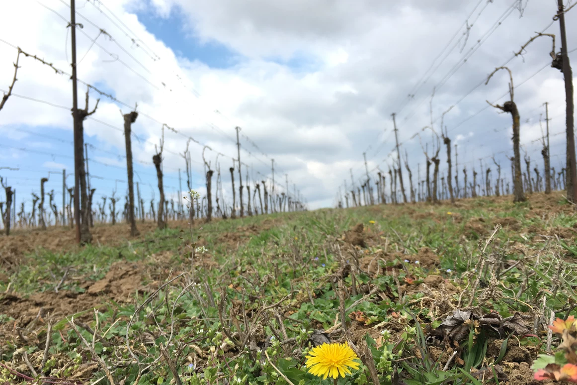 Unternehmen: Bio Weinbau AMON