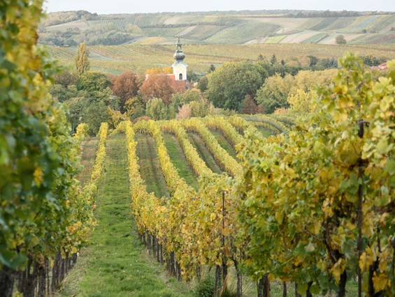 Unternehmen: Bio Weinbau AMON