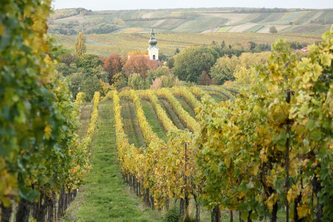 Unternehmen: Bio Weinbau AMON