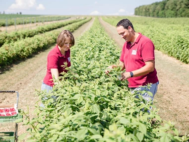 Unternehmen: Biobeerengarten Hummel