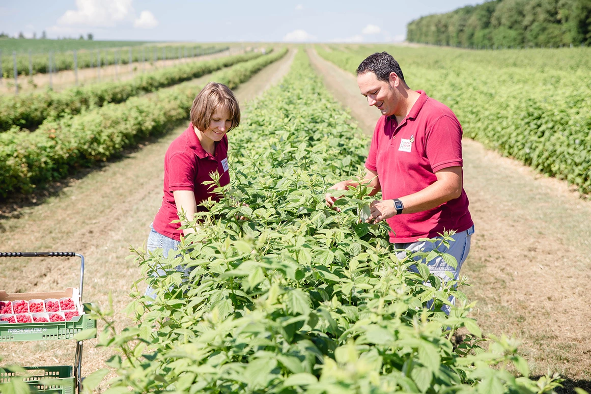 Unternehmen: Biobeerengarten Hummel