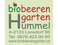 Unternehmen: Biobeerengarten Hummel - Biobeerengarten Hummel