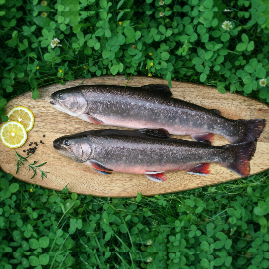 Declevas Alpenfisch Mariazell Produkt-Beispiele Mariazeller Bio–Bachsaibling im Ganzen