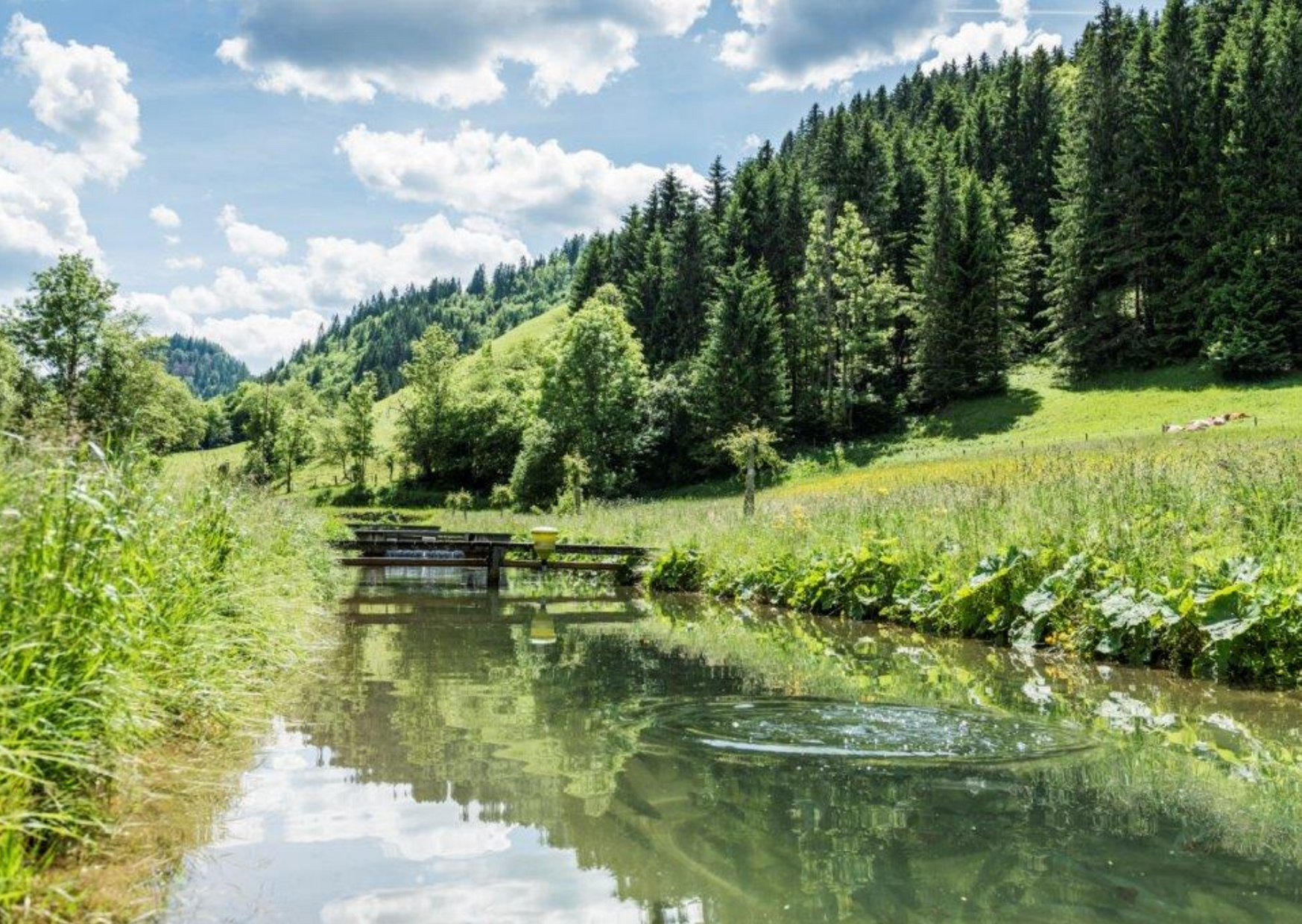 Unternehmen: Declevas Alpenfisch Mariazell