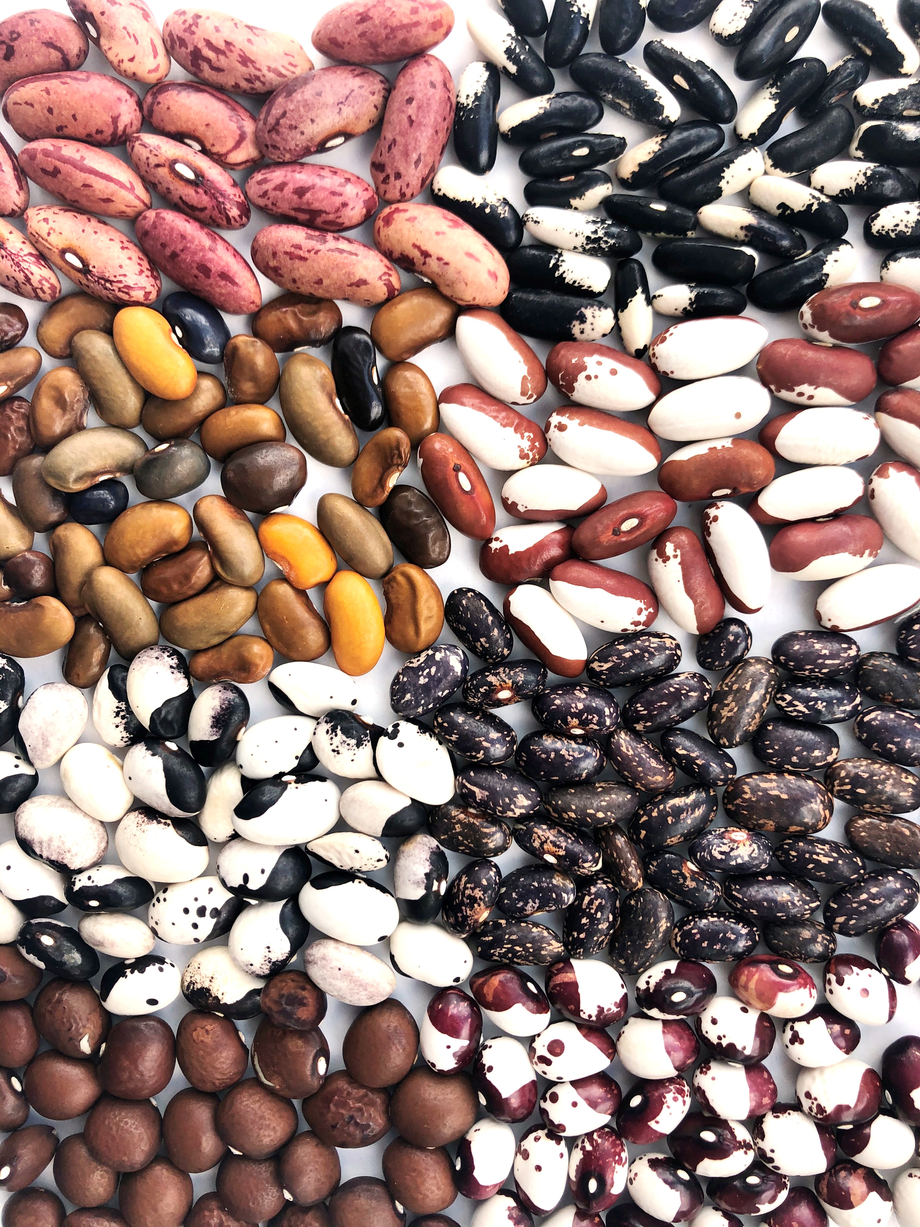 Pressmayr - Fam. Haselgruber Produkt-Beispiele Bohnensaatgut