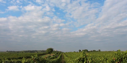 Händler - Burgenland - Weingut Peter Schandl