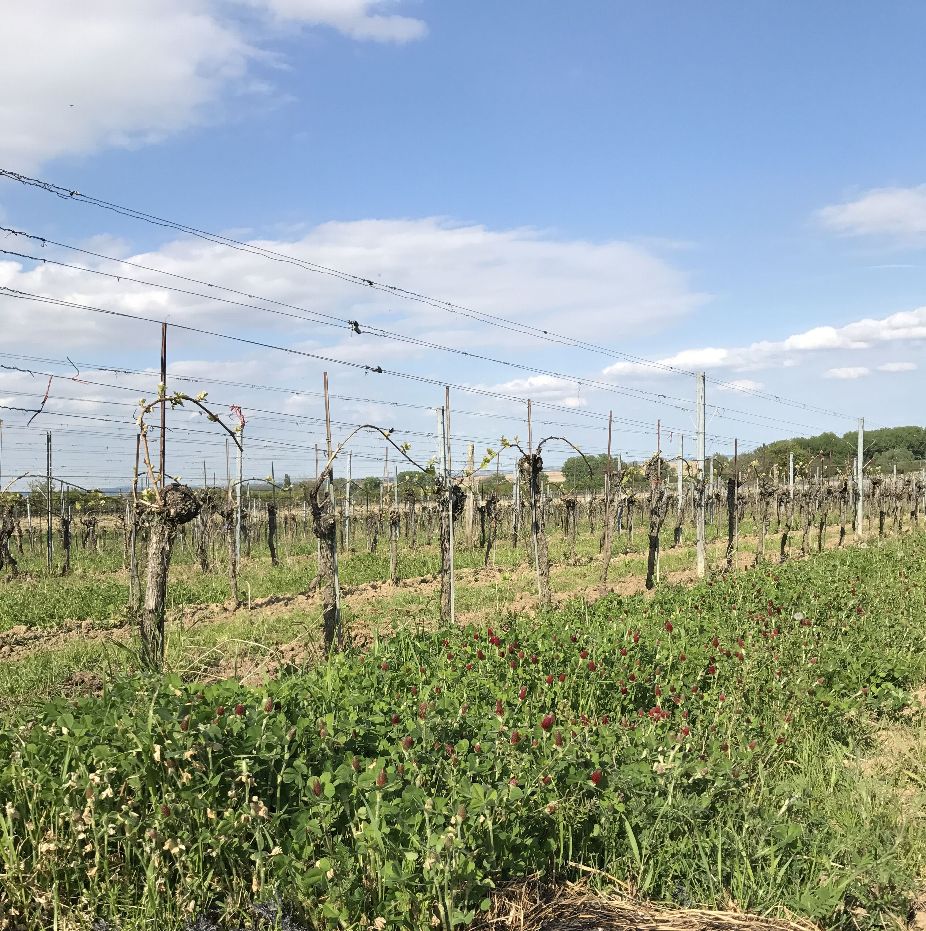 Unternehmen: Weingut Peter Schandl