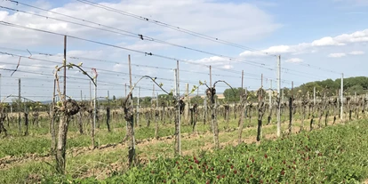Händler - Burgenland - Weingut Peter Schandl