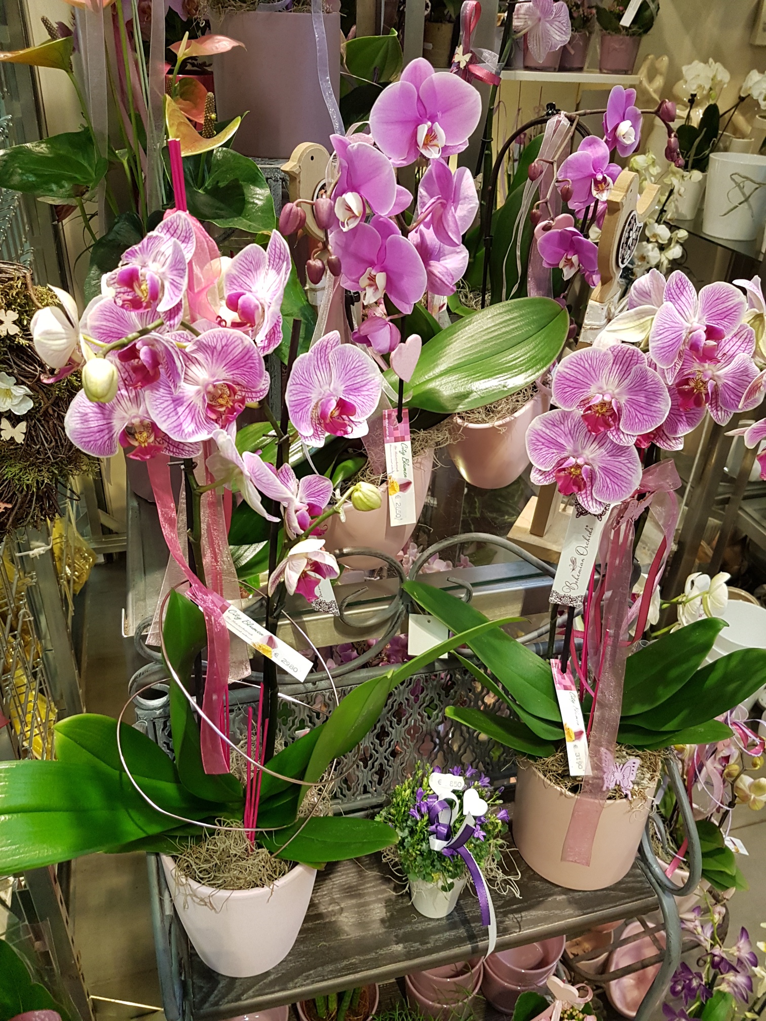 Händler - PLZ 8020 (Österreich) - City Blumen Orchideen - City Blumen Helmut Nickl