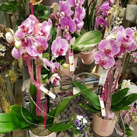 Unternehmen: City Blumen Orchideen - City Blumen Helmut Nickl