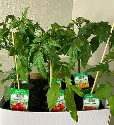 Gärtnerei Thellmann  Produkt-Beispiele Tomaten Box 
