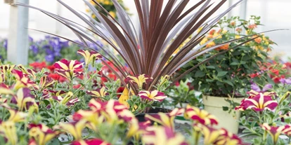Händler - PLZ 4840 (Österreich) - Balkonblumen aus eigener Produktion  - Gärtnerei Thellmann
