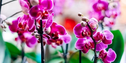 Händler - PLZ 4840 (Österreich) - Orchideen - Gärtnerei Thellmann