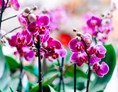 Unternehmen: Orchideen - Gärtnerei Thellmann 