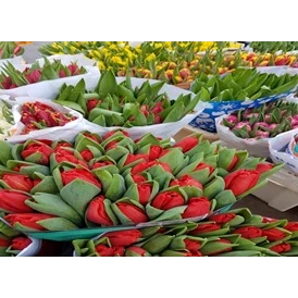 Unternehmen: Tulpen - Blumen Veit KG