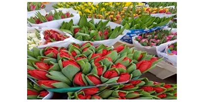 Händler - PLZ 5161 (Österreich) - Tulpen - Blumen Veit KG