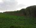 Unternehmen: Das ist eines unserer Miscanthusfelder. Die Pflanzen werden bis zu 4 Meter hoch und im Frühjahr, nachdem sie über den Winter getrocknet sind, geerntet. - NaturMulch Endl