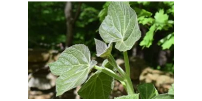 Händler - PLZ 5300 (Österreich) - Paulownia - Energiepflanzen.com