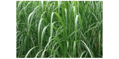 Händler - PLZ 5300 (Österreich) - Miscanthus - Energiepflanzen.com