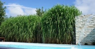 Jumbograshecke.com Produkt-Beispiele Sichtschutzgräser und Bambus