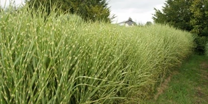 Händler - PLZ 5300 (Österreich) - Miscanthus Strictus - Jumbograshecke.com