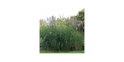 Händler - PLZ 5300 (Österreich) - Miscanthus Große Fontaine - Jumbograshecke.com