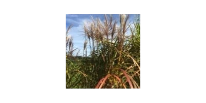 Händler - PLZ 5300 (Österreich) - Miscanthus Malepartus - Jumbograshecke.com