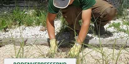 Händler - PLZ 5300 (Österreich) - Miscanthus-Mulch - Jumbograshecke.com
