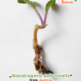 Unternehmen: Alraune Samen/Pflanzen, Mandragora autumnalis - GardenShaman.eu - Gassner Vertriebs GmbH