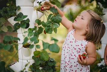 Unternehmen: SISSI STRAWBERRY - der weltweit erste Erdbeerbaum - Gusta Garden GmbH