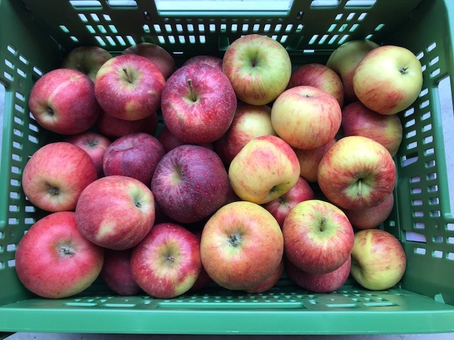 fairApples  Produkt-Beispiele Gemischte Apfelkiste, bio, 5 Kg