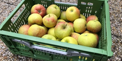 Händler - 100 % steuerpflichtig in Österreich - Matzing (Seeham) - 5kg Bio-Topaz Äpfel aus Oberrösterreich - fairApples 