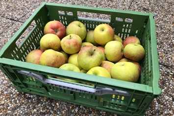 Unternehmen: 5kg Bio-Topaz Äpfel aus Oberrösterreich - fairApples 