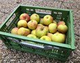 Unternehmen: 5kg Bio-Topaz Äpfel aus Oberrösterreich - fairApples 