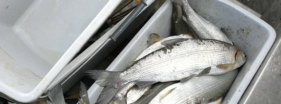 Unternehmen: Fangfrische Reinanken aus dem Millstätter See
- Ferienwohnungen Fischerhaus