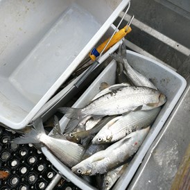 Unternehmen: Fangfrische Reinanken aus dem Millstätter See
 - Ferienwohnungen Fischerhaus 