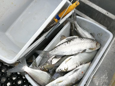 Unternehmen: Fangfrische Reinanken aus dem Millstätter See
 - Ferienwohnungen Fischerhaus