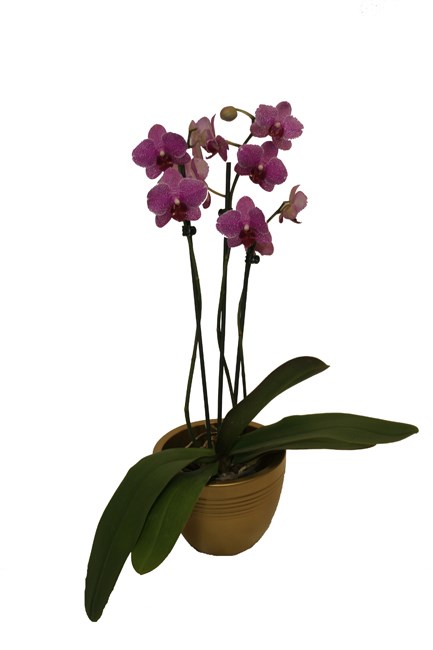 BROMMER Blumen & Pflanzen, FLEUROP-Lieferexpress Produkt-Beispiele Orchidee mit Übertopf
