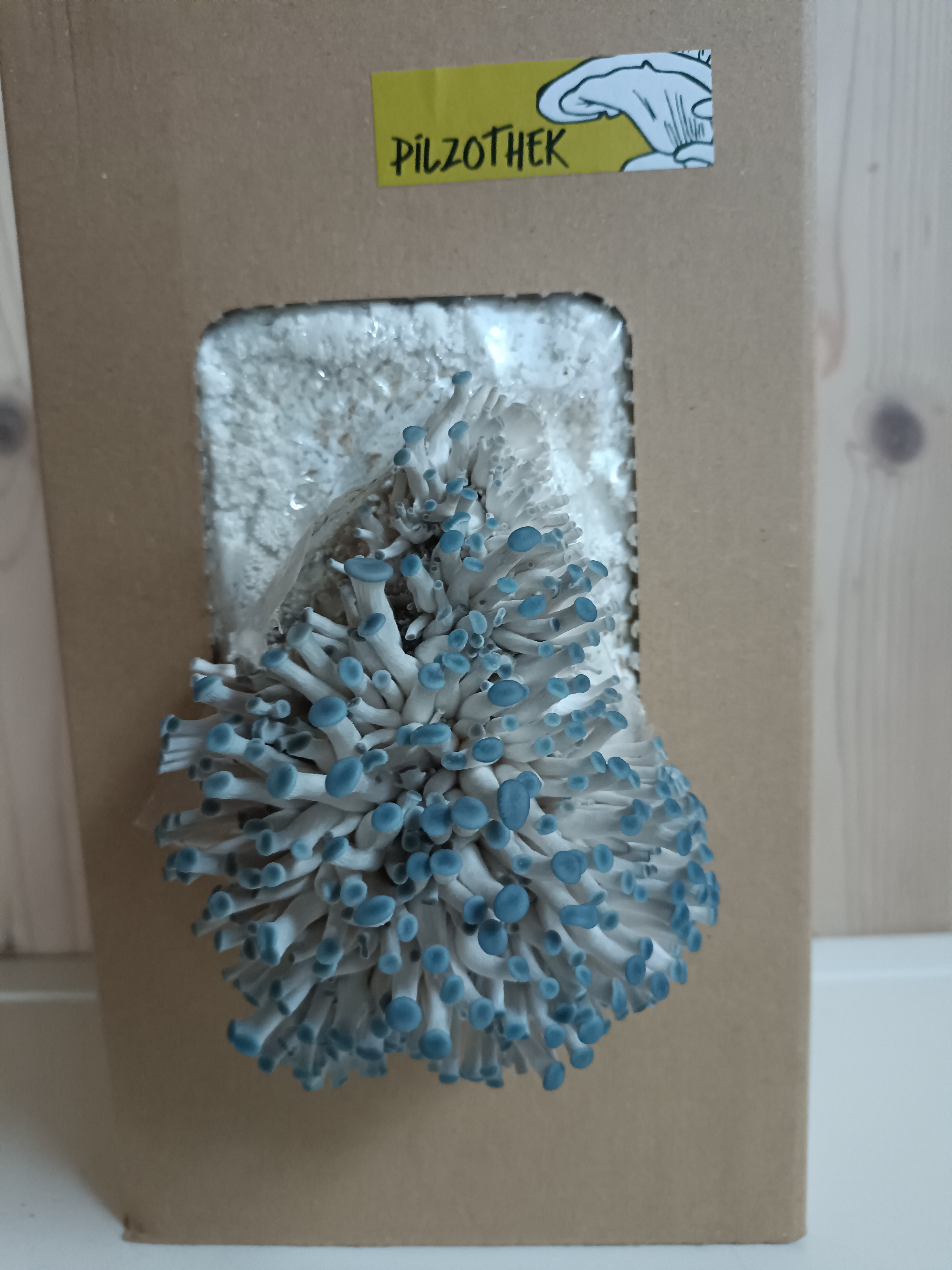 Händler - Steuersatz: 13 % - Der "blaue Austernpilz" :-) - Pilzzuchtbox