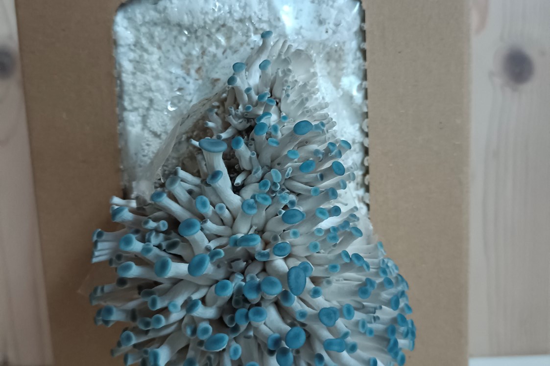 Artikel: Der "blaue Austernpilz" :-) - Pilzzuchtbox
