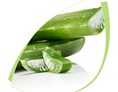 Artikel: Aloe Vera Blatt - Leave - bei den Aloe Via Produkten wird nur das reine Blattgel verwendet. Biologisch angebaut und dermatologisch getestet.  - Aloe Vera Concentrate (Chelly)