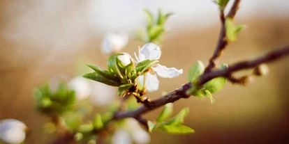 Händler - Utzenaich - Die Natur als Inspiration! - NATURFABRIK - Julia Rachbauer