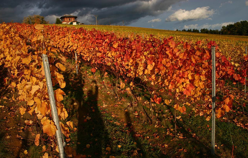 Händler - PLZ 8263 (Österreich) - WeinGut Glatz Bad Waltersdorf