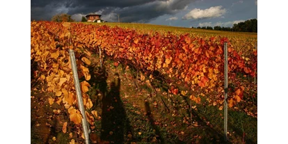 Händler - Fürstenfeld - WeinGut Glatz Bad Waltersdorf