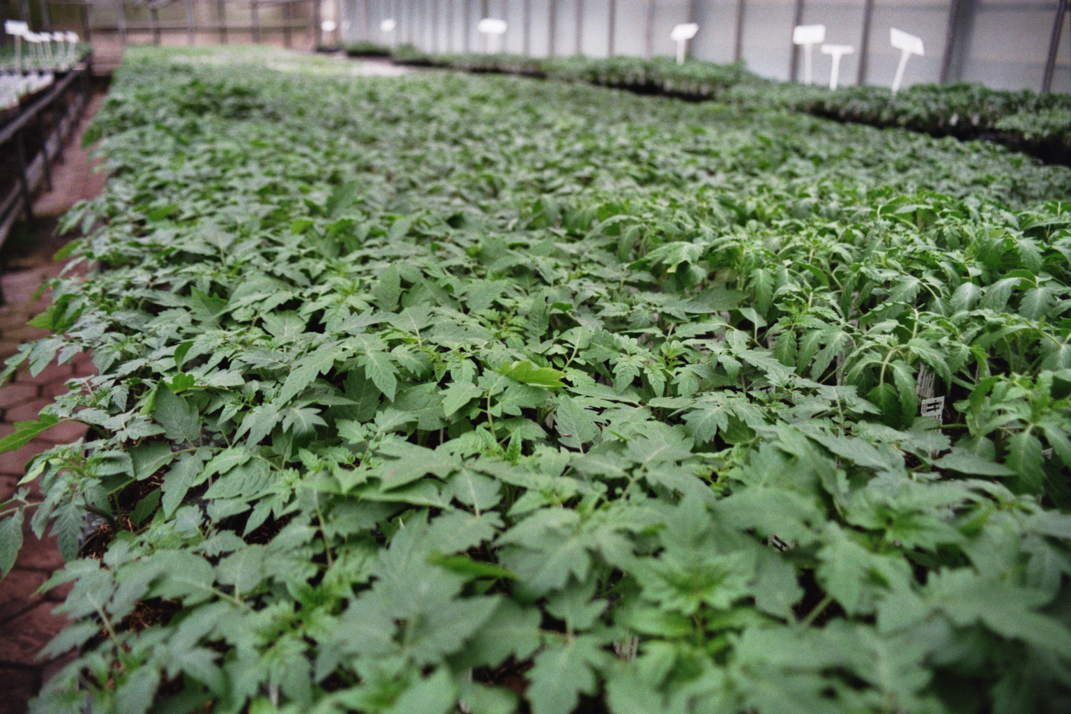 Xund is(s) Förderverein Zukunft 's Reich Produkt-Beispiele Bio-Jungpflanzen