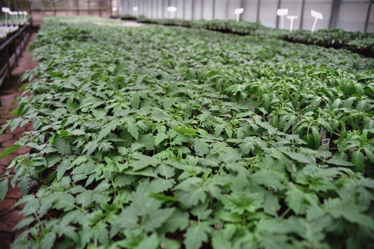 Xund is(s) Förderverein Zukunft 's Reich Produkt-Beispiele Bio-Jungpflanzen