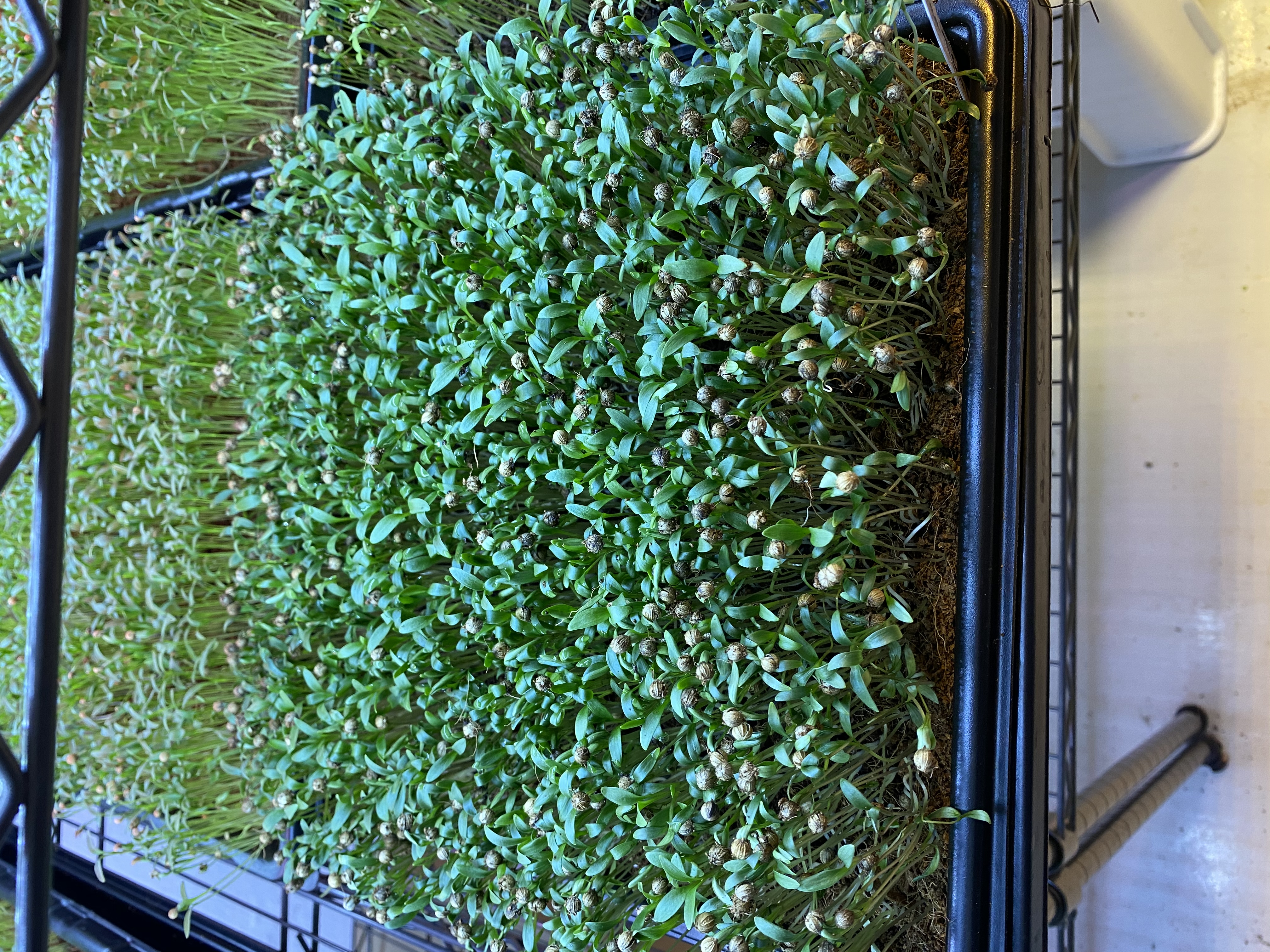 Unternehmen: Urban Roots Salzburg