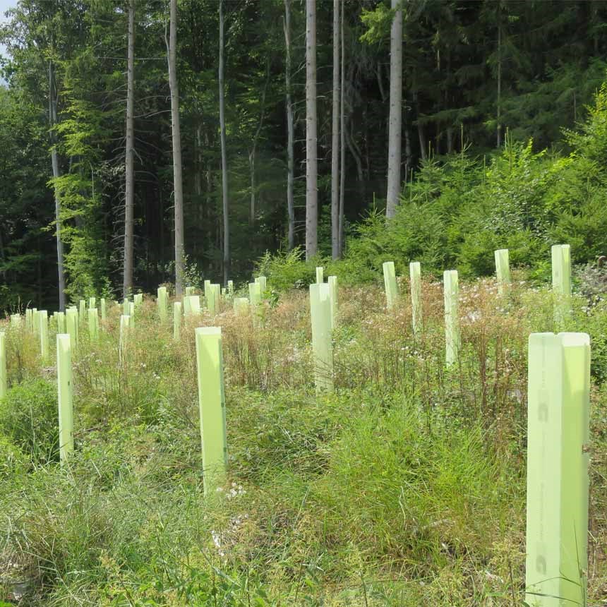 Unternehmen: Baumschutzhüllen zum Schutz von Jungpflanzen im Forst vor Verbiss- und Fegeschäden. - Witasek PflanzenSchutz GmbH
