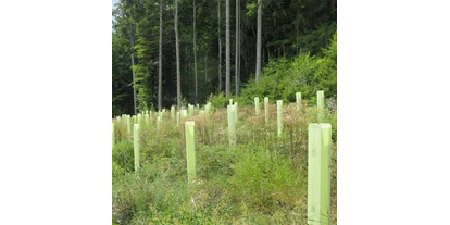Händler - Klagenfurt - Baumschutzhüllen zum Schutz von Jungpflanzen im Forst vor Verbiss- und Fegeschäden. - Witasek PflanzenSchutz GmbH