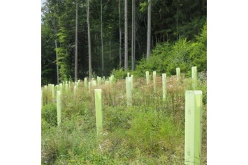 Unternehmen: Baumschutzhüllen zum Schutz von Jungpflanzen im Forst vor Verbiss- und Fegeschäden. - Witasek PflanzenSchutz GmbH